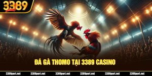 Đá Gà Thomo - Loại Hình Chọi Kê Hấp Dẫn Bậc Nhất Tại 3389