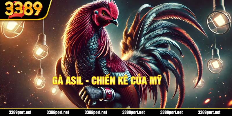 Giống gà chiến Asil của Mỹ