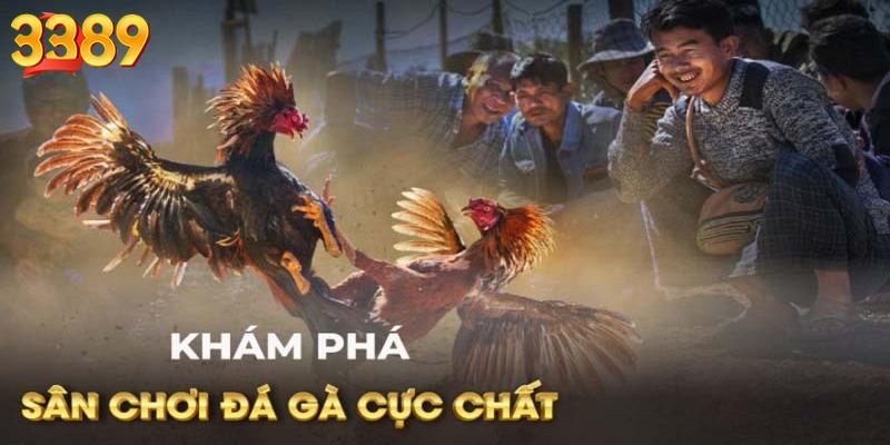 Thông tin về đá gà cựa tròn